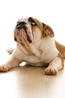 Roztomilý Bulldog Oddychujúci