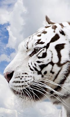 Profil Bieleho Tigra