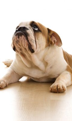 Roztomilý buldog odpočívajúci