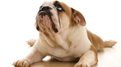 Roztomilý buldog šteniatko
