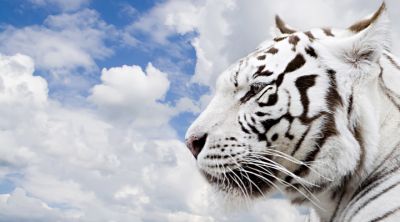 Biely Tiger Proti Modrej Oblohe