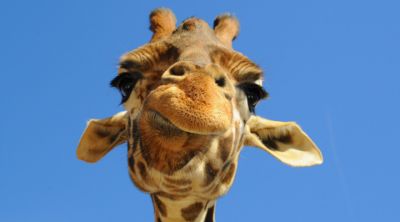 Giraffa Zblízka