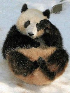 Roztomilá panda sediaca