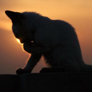 Cat in the sunset