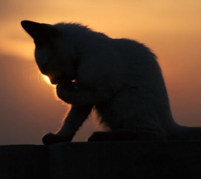 Cat in the sunset