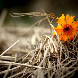 Orange flower