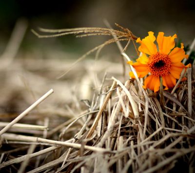 Orange flower