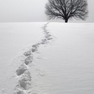 Snowprint
