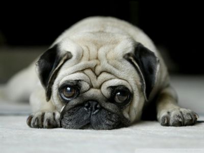 Roztomilý Pug