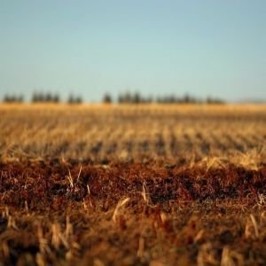 Harvest