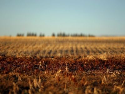 Harvest