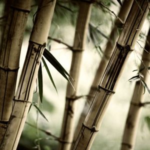 Bamboo