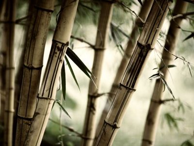 Bamboo