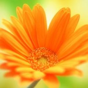 Calendula