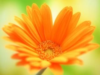 Calendula