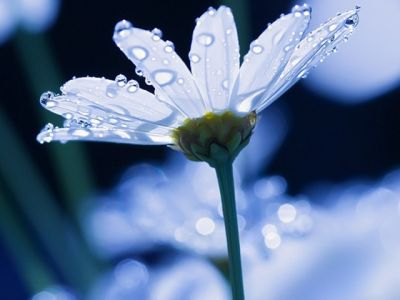 White Flower