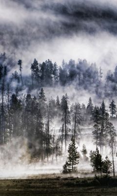 volcano forest