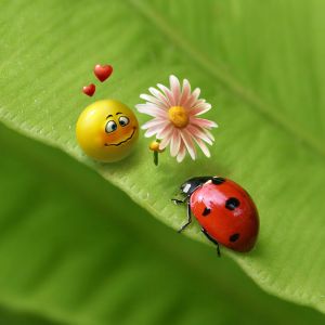 Ladybug love