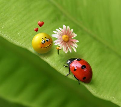 Ladybug love