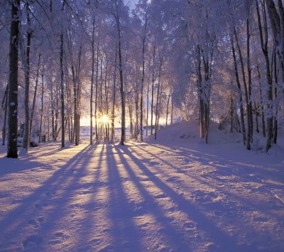 winter forest