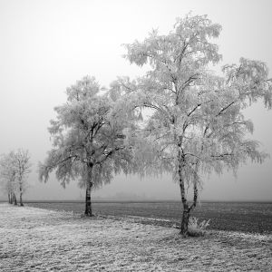 Winter Tree Field