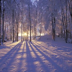 winter forest