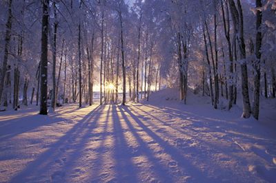 winter forest