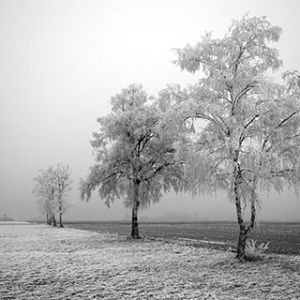 Winter Tree Field