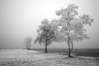 Winter Tree Field