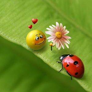 Ladybug love