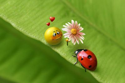 Ladybug love