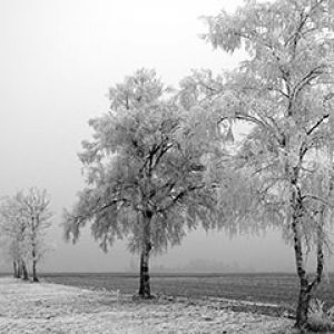 Winter Tree 