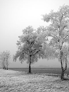 Winter Tree 