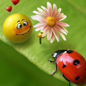 Ladybug love