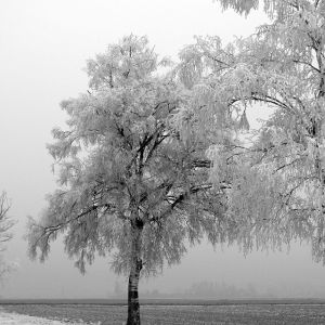 Winter Tree 