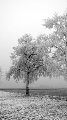 Winter Tree 