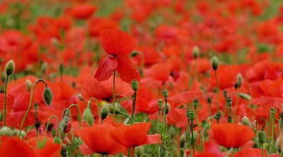 poppy