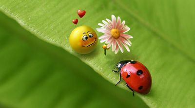 Ladybug love