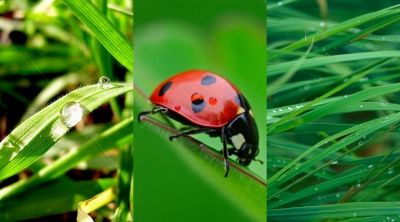 LadyBug