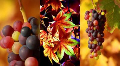 Grape