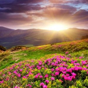 sunset in flower field