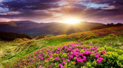 sunset in flower field