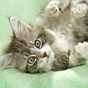 Maine Coon Kitten