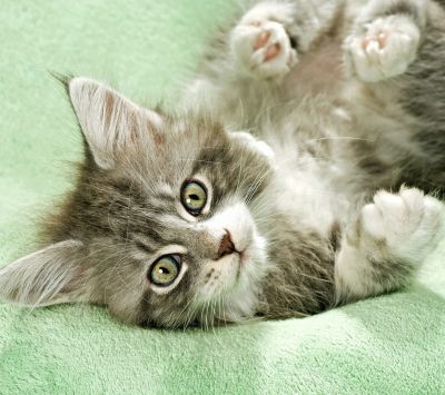 Maine Coon Kitten