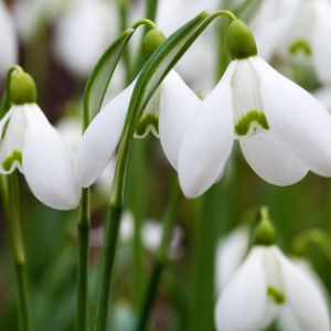 snowdrops