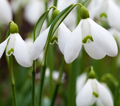 snowdrops