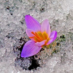 snow flower