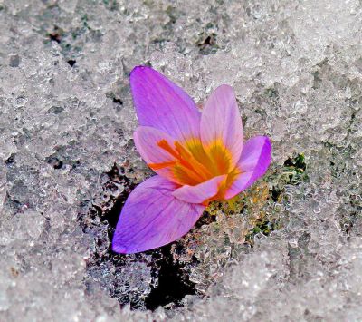 snow flower