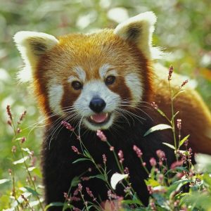 Firefox - Red Panda