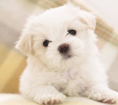 Maltese Puppy